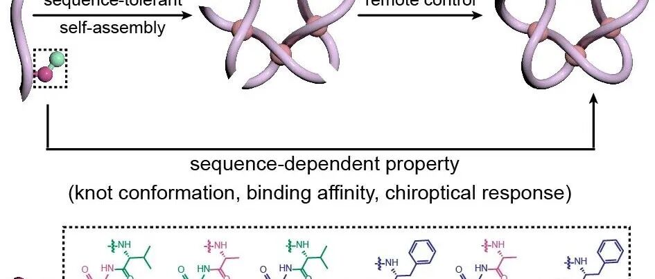 2025新锐科学家专刊 || 华东师范大学张亮课题组：基于多肽序列的分子结远程调控机制