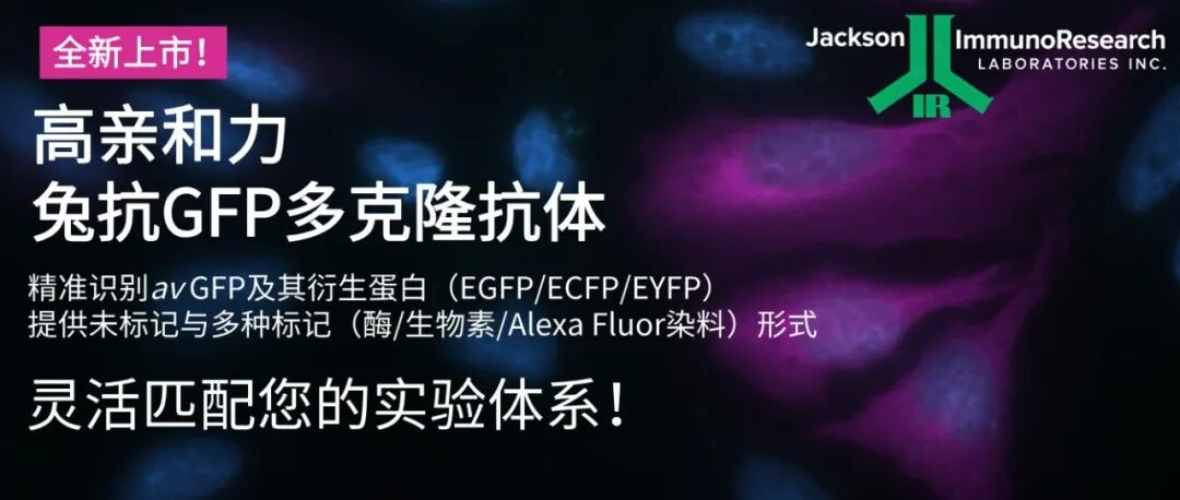 如何选择一款靠谱的Anti-GFP抗体？【GFP标签实验必备】