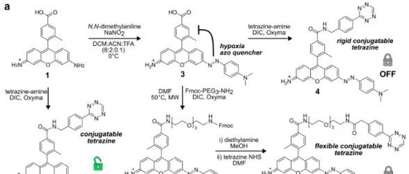 JACS|  酶活化的CXCL13趋化因子探针实现人B细胞缺氧亚群的直接荧光检测