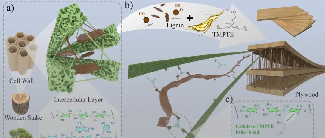 广西大学王双飞团队李许生课题组 AFM：醚键锚固木质素让木材胶合更强、更稳、更环保