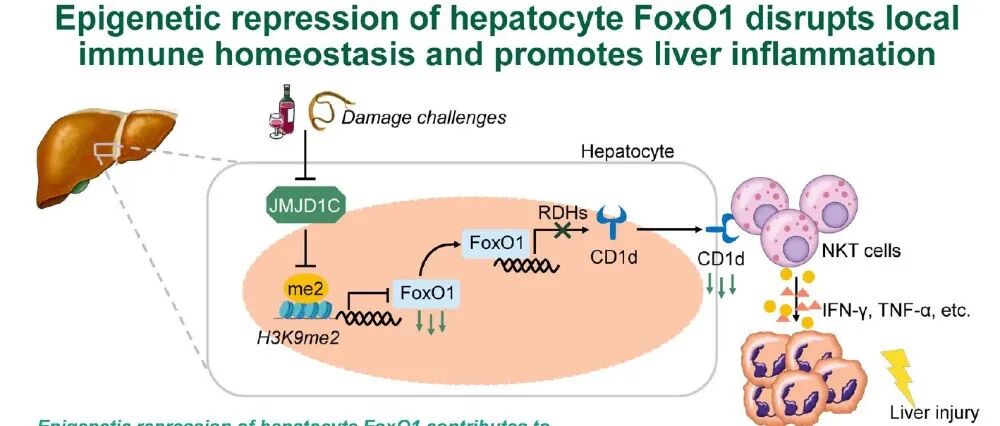 Hepatology丨南京医科大学苏川/周莎/叶春艳/陈晓军团队揭示肝细胞免疫稳态破坏导致肝脏炎症和纤维化进展的新机制