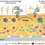 中国农科院资划所研究团队揭示土壤矿物和微生物互作驱动大团聚体有机碳积累和稳定的机制