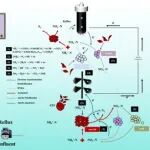 华东师范大学甄广印团队ACS ES&T Engg.：新型电催化厌氧氨氧化工艺在UEA-MBR实现超低浓度亚硝态氮条件下的高效脱氮