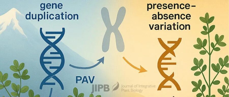 JIPB | 兰州大学刘建全/任广朋教授团队揭示结构变异驱动苜蓿姐妹物种根状茎创新与适应性分化的新机制