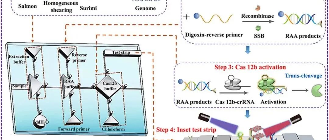 BB.基于Pt3Sn@MGO纳米复合材料的微流控芯片@LFA生物传感器在RAA/CRISPR-Cas12b食品掺假检测中集成应用
