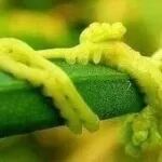 Science | 突破！寄生植物避免“自相残杀”的机制被揭示，有望改造作物自身信号，让寄生杂草“看不见”