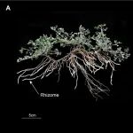 兰州大学刘建全/任广朋教授团队揭示结构变异驱动苜蓿姐妹物种根状茎创新与适应性分化的新机制