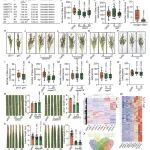 四川农业大学王文明教授团队发现籽粒灌浆相关基因调控水稻稻曲病抗性