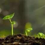 Mol plant | 祝光涛/张春芝团队破解土豆是如何从野生变得“好吃又营养”的？