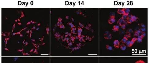 【EFL产品选用参考】细胞骨架染色试剂盒