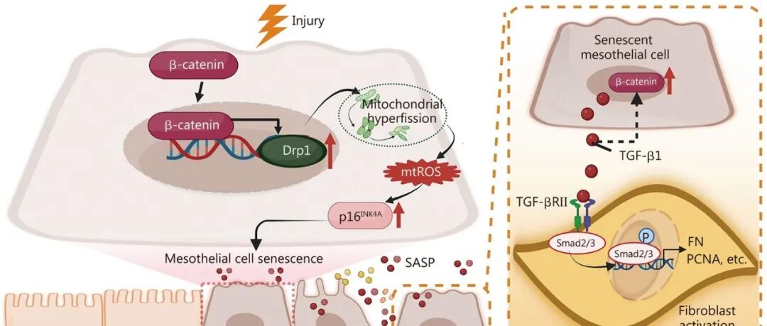 IF=23!南方医科大学周丽丽等团队合作取得新进展