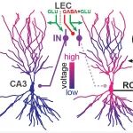 Science | 记忆不易丢失的秘密——谷氨酸和GABA双输入协作保障海马区学习表征的长期稳定