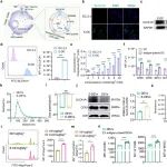 ACS Nano：工程化树突状细胞源性囊泡用于实现T细胞靶向镁递送和代谢重编程
