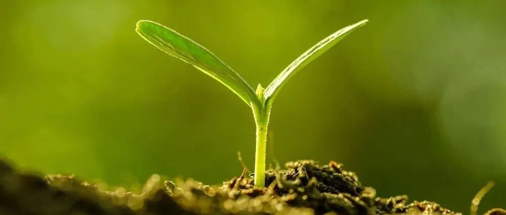 Nature Communications | 氮沉降揭示了植物和动物化学计量的全球模式