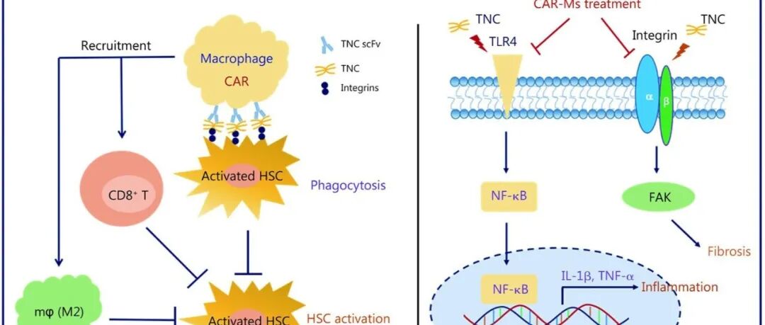 IF=23！华南师范大学张帅帅/马晓冬/澳门大学程红伟合作取得新进展