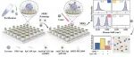 ACS Sensors：WLM-Exo平台用于外泌体表型分析与定量研究