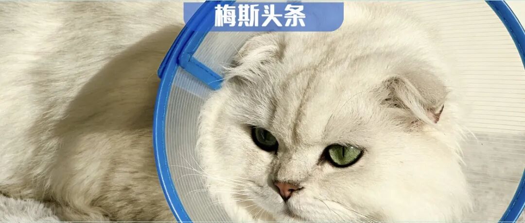 绝育或避孕，寿命延长10%-20%？Nature重磅：「阉割」抑制繁殖，将能量「调拨」给生存，能实现跨物种延寿