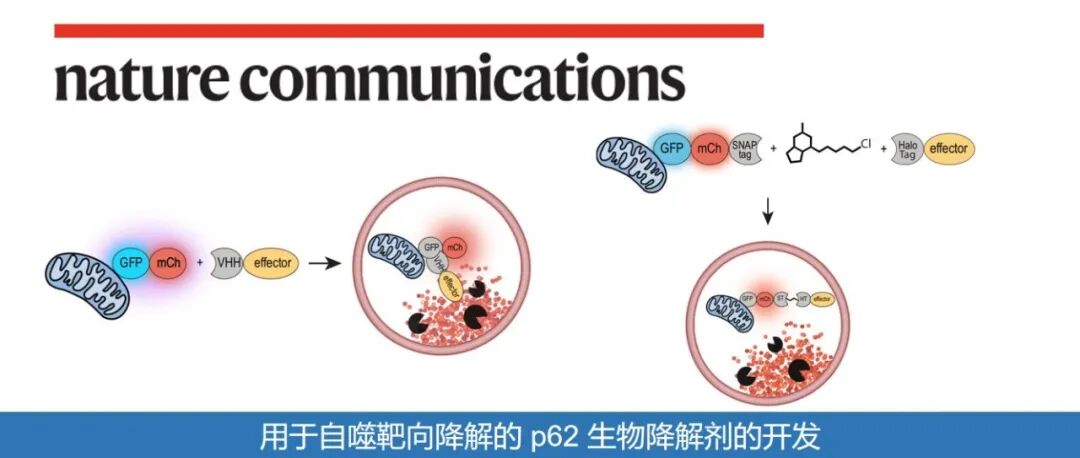 Nature Communications | 用于自噬靶向降解的 p62 生物降解剂的开发