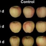 河南农业大学青年教授一作在一区Top发文揭示MdERF2-MdSCR11模块介导脱落酸调控苹果果实成熟的新机制