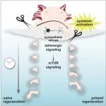 Cell | 挑战主流观点！一处受损，全身皆兵：交感神经“全身调度”，肾上腺素信号加速肢体再生