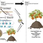 扬州大学陈学好团队综述植物表观遗传育种新策略：ENCODE理念引领园艺作物精准改良