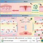Adv  Sci | 陆军军医大学曾文/鲁元刚靶向内皮细胞中的NRP1有助于瘢痕血管的正常化，防止纤维化瘢痕形成
