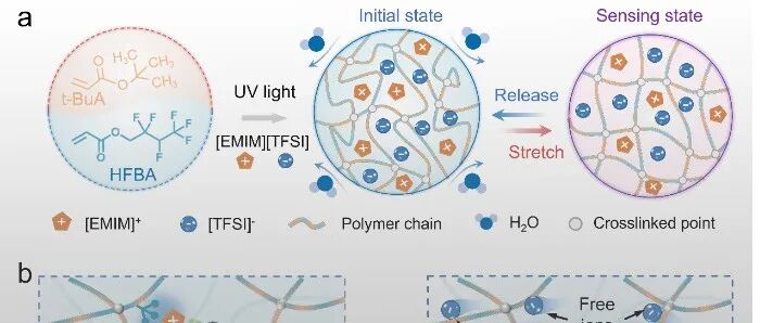 宁波材料所陈涛/肖鹏团队 Adv. Mater.: 超分子耦合效应增强离子皮肤助力水下机器人实现“隐身”感知