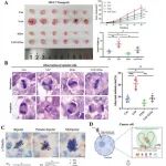 Adv Sci | 华中科技大学谢大兴等团队发现YAP蛋白的相分离作用促进乳腺癌细胞的异常有丝分裂