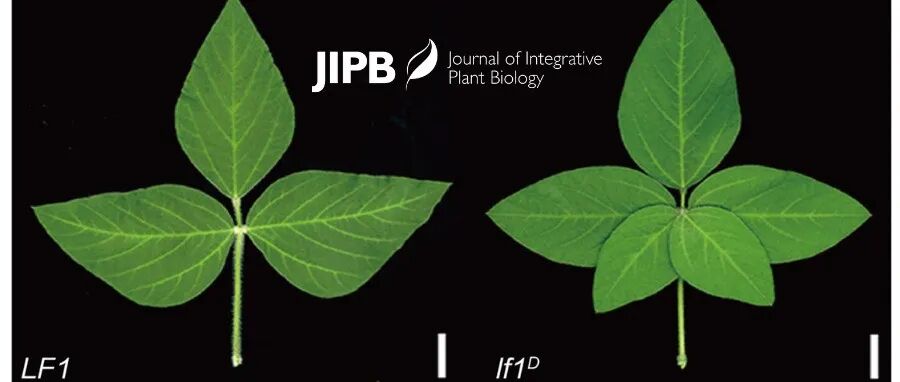 JIPB | 转录因子LF1通过与GmTCP3及GmLFY信号网络相互作用调控复叶发育