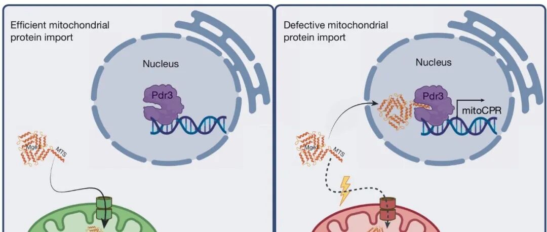 Nature | 改写教科书！线粒体靶向序列：从 “定位标签” 到 “应激信号分子”