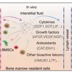 Bone Res | 清华大学孟安明团队揭示新生骨髓间质液支持人骨髓间充质间质细胞的扩张和成骨能力