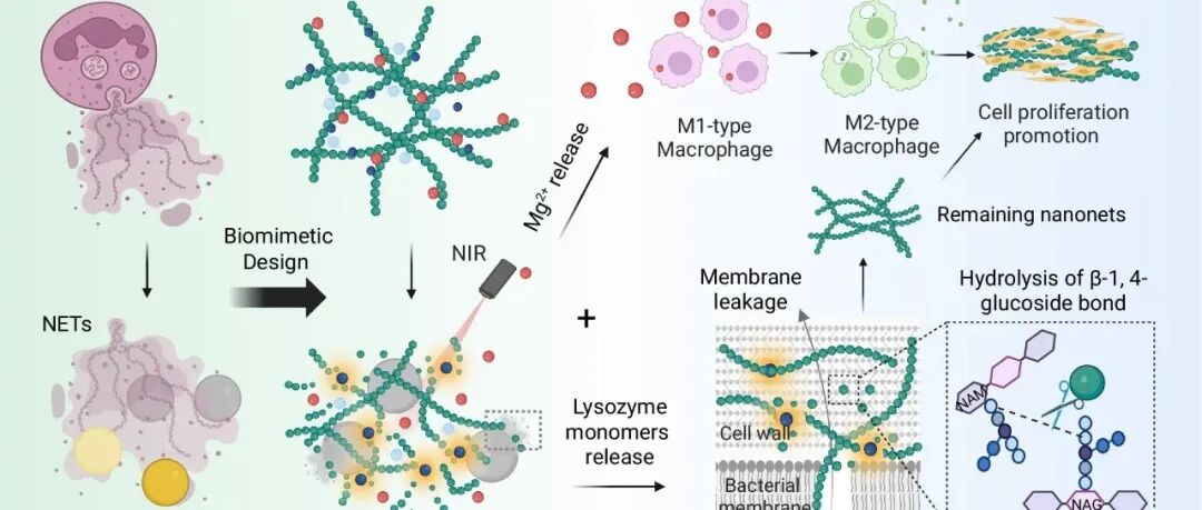 【Nat.Commun】用于再生抗菌疗法的光可逆淀粉样纳米网络