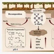 【他山之石】华中农业大学冯雄汉团队：锰氧化物通过pH调控的氧化分解与聚合驱动凋落物来源DOM的不同命运！