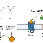 Cell Chem. Biol. | 利用膜锚定Naloxo-DART拮抗剂实现对神经元亚群中μ-阿片受体的靶向抑制