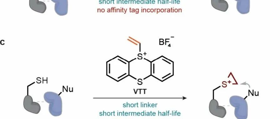 J. Am. Chem. Soc. | 基于噻蒽鎓化学的细胞内蛋白–蛋白相互作用识别方法