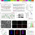 Adv. Mater：工程化冷冻休克癌细胞可递送双功能基因药物以实现黑色素瘤免疫治疗
