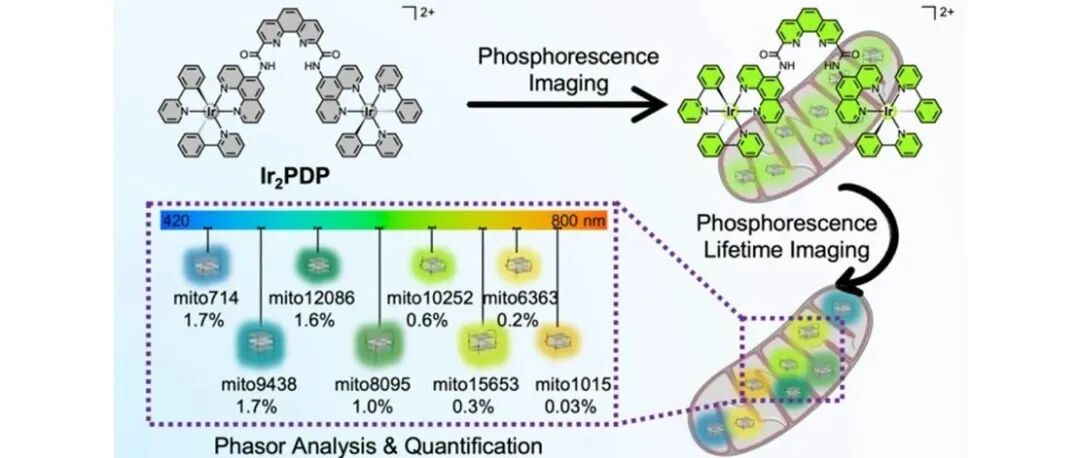 文献分享 | J. Am. Chem. Soc.：铱(III)双光子磷光寿命探针用于线粒体G-四链体DNA丰度的定量检测