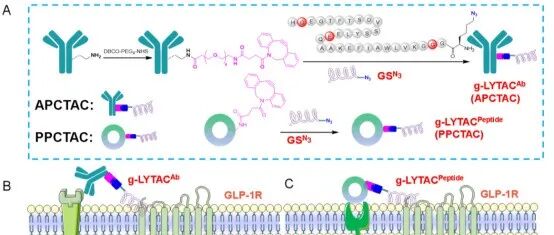 Eur. J. Med. Chem.| 开发类胰高血糖素肽-1的溶酶体靶向嵌合体，用于降解细胞外和膜蛋白