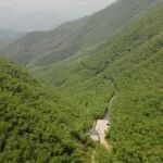 Adv Sci | 浙农林宋新章团队：毛竹跨器官内稳态机制驱动竹林高生产力