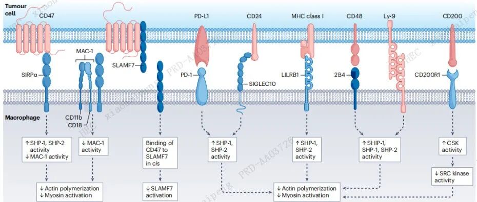 靶向吞噬检查点：分子机制与优化设计