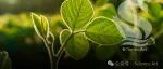 Nat commun | 华中农大苏超团队揭秘豆科植物维持高效固氮的细胞壁清理机制