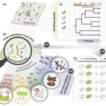 Ecology Letters | 叶片内生真菌分子功能多样性调控亚热带森林幼苗存活