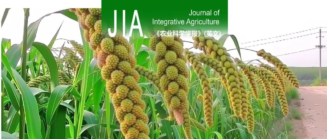 JIA | 沈阳农业大学作物-气象交叉研究团队：基于转录-代谢和组织解剖的不同干旱处理下谷子光合差异因子解析