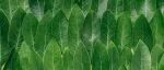 New Phytologist  | 华中农业大学熊栋梁教授团队揭示植物叶片避旱与耐旱策略选择的普遍权衡