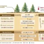 Geoderma | 三明国家站在不同深度土壤碳组分对土壤增温的响应差异方面取得新进展