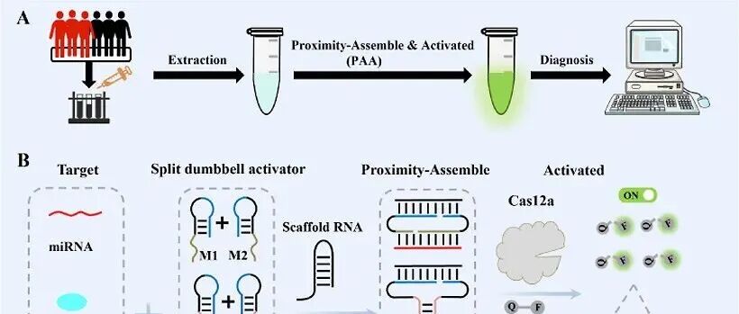 AC.用于传感应用的支架RNA组装的邻近诱导CRISPR/Cas12a活性