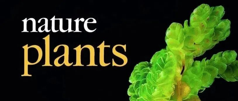 打破校史！农大博士“死磕”3年终发Nature Plants，在植物科学领域取得突破性进展！