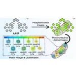 文献分享 | J. Am. Chem. Soc.：铱(III)双光子磷光寿命探针用于线粒体G-四链体DNA丰度的定量检测