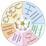 植物科学中的“传世之璧”山西大学金竹萍教授综述阐释硫化氢信号在植物生命中的关键作用