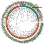 NAR | 非CG甲基化可促进TF结合！福建农林大学朱方捷/上交九院黄晶解析WRKY顺式元件组